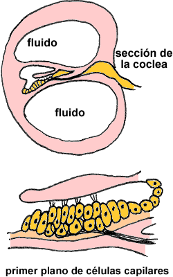 Secci&oacute;n de la coclea