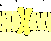 Canal ionico cerrado