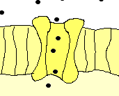Canal ionico abierto