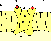 Bomba de Sodio abierta