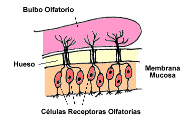 Bulbo olfatorio