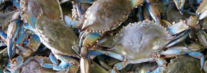 Chesapeake Bay blue crab