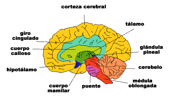 La Corteza Cerebral 4664