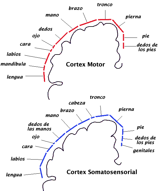 lobulo temporal photograph