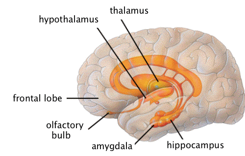 hypothalamus model labeled