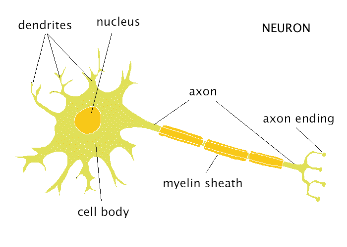 UNIT 1. THE NERVOUS SYSTEM | Aula Virtual Severo Ochoa | EducaMadrid