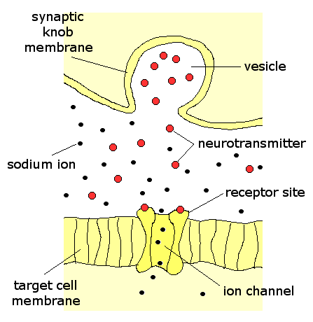 Inhibitory Neurotransmitters