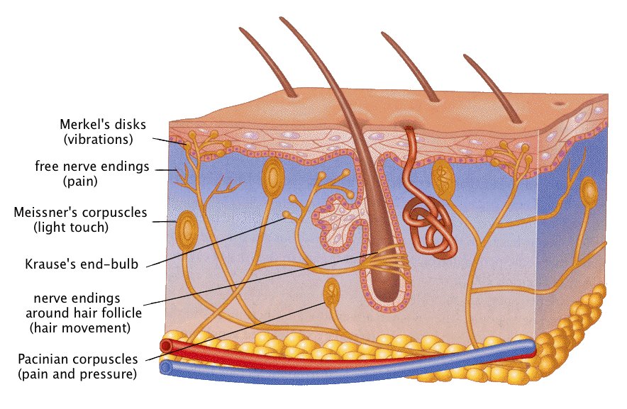 What Type Of Receptors Sense Pressure And Touch