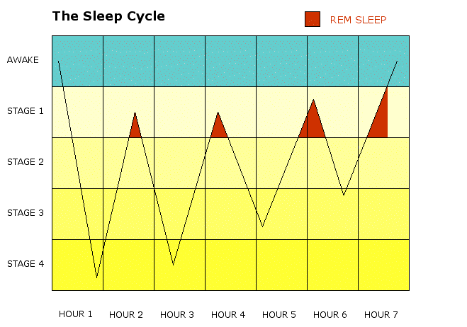 Stages of Sleep: What Happens in a Sleep Cycle