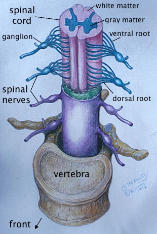 what are the three parts of the central nervous system