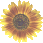Description: T:\My Website\sunflower6.gif
