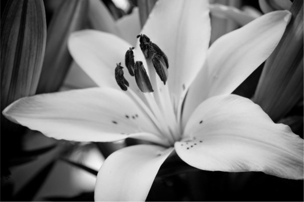 Grayscale image of a flower
