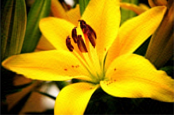 The compressed yellow flower image